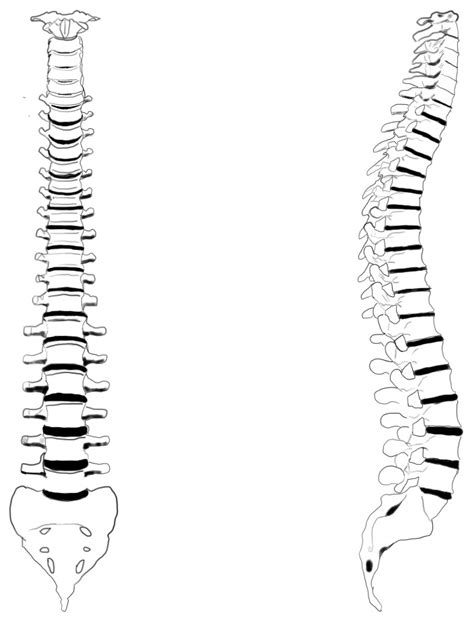 Spinal Cord Printable Template