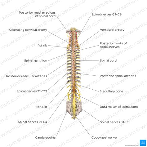 Spinal Cord Proper