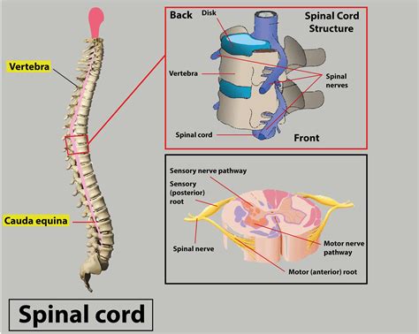 Spinal Cord Protect Bones