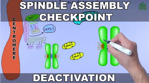 Spindle Assembly Checkpoint Silencing