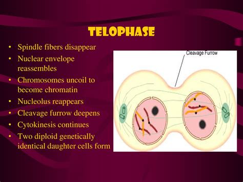 Spindle Fibers Disappear