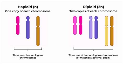 Spindle Form In A Haploid Cell