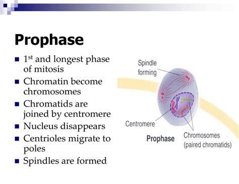 Spindles Are Formed