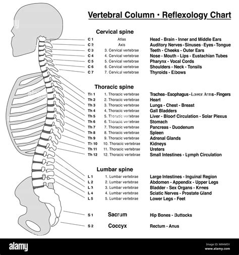 Spine Numbering Chart