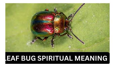 Spiritual Meaning Of Leaf Bug