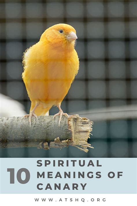 spiritual meaning of canary