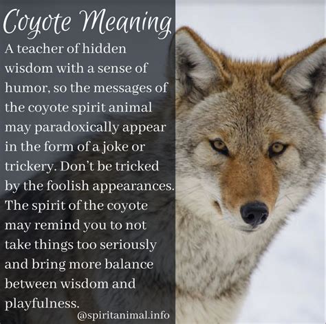 spiritual meaning of coyotes