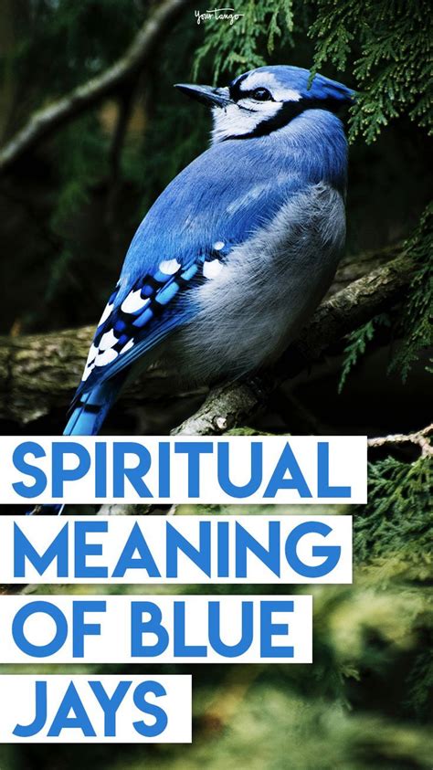 spiritual meaning of seeing blue jays
