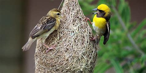 spiritual meaning of weaver bird