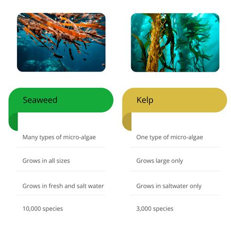 Spirulina Vs Kelp