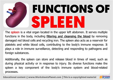 Spleen Function In Body