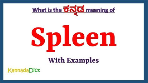 spleen meaning in kannada