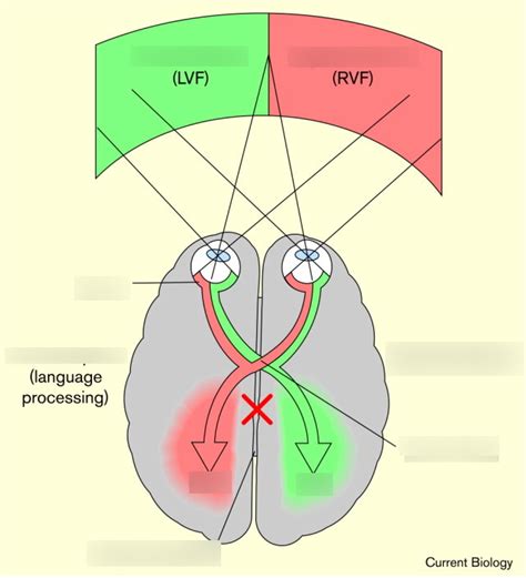 split brain research demonstrates what important aspect of brain function