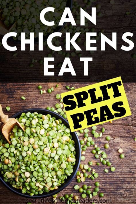 Split Peas Chickens Eat