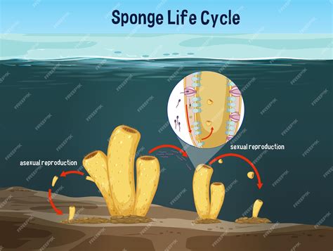 Sponge Biology Explained