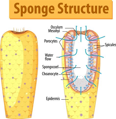 Sponge Body Shape