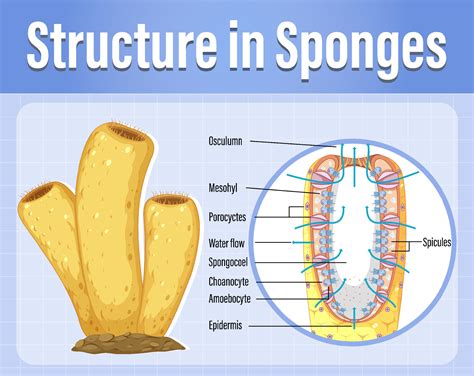 Sponge Diagram Label