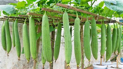Sponge Gourd Origin
