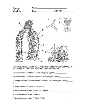 Sponge Lab Worksheet Answers