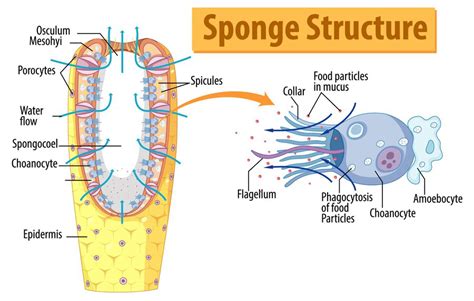 Sponge Phylum Members