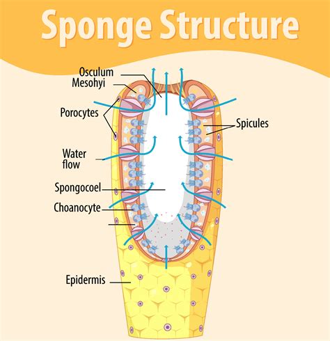Sponge Structure Diagram