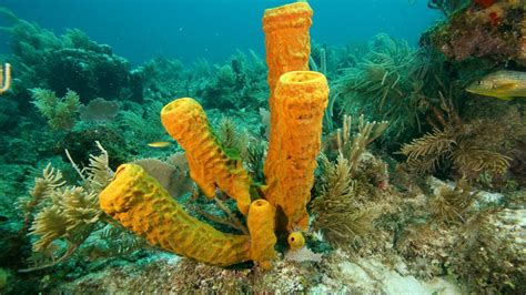 Sponges Are ___