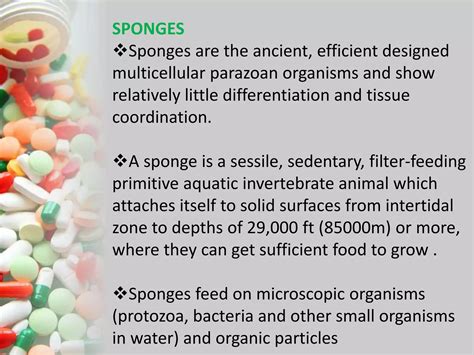 Sponges Are Sedentary