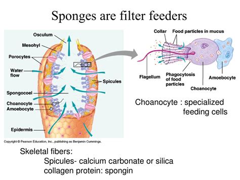Sponges Filter Feeding
