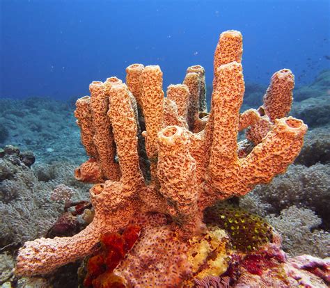 Sponges From Ocean