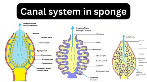 Sponges Have System