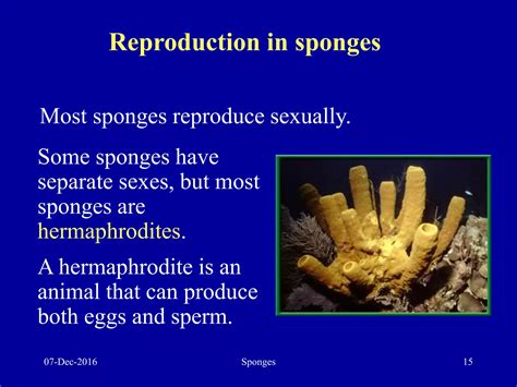 sponges sperm 2