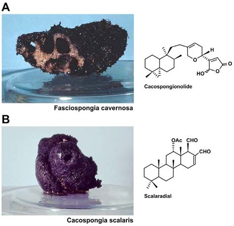 Sponges Structures For Defense
