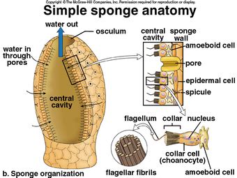 Sponges Tissue Layers