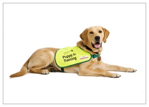 sponsor a guide dog for the blind
