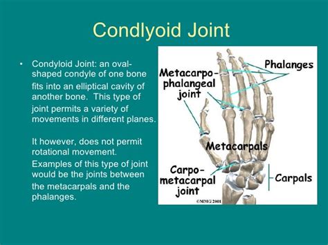 Sporting Example Condyloid Joint