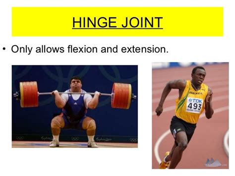 Sporting Example Of A Hinge Joint
