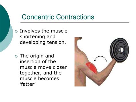 Sporting Examples Of Concentric Contractions