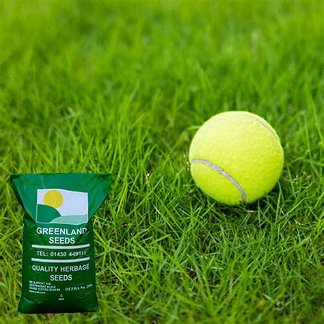 sports pitch grass seed