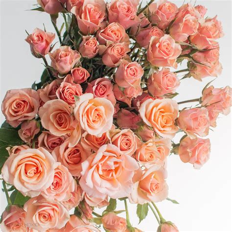 Discover the Beauty of Spray Rose Arrangements for Every Occasion