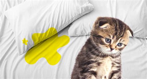 seoyarismasi.xyz:spray to stop cat peeing on bed