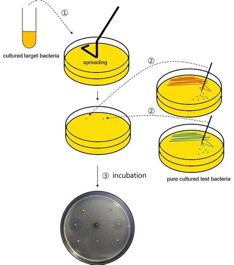 spreading bacteria on agar plate