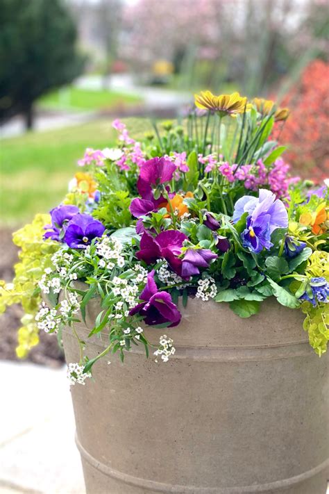30 Colorful Spring Container Gardens Container flowers, Container