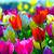 spring tulips background