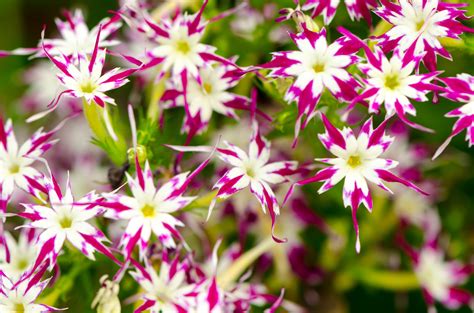 Spring Annuals Zone 7