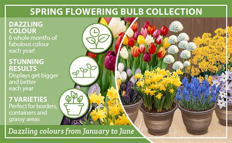 Spring Bulbs In Bulk