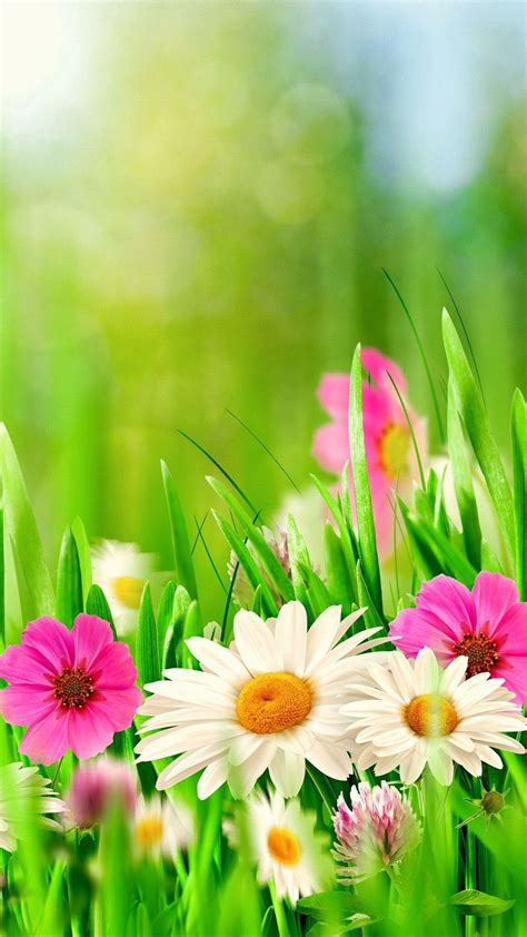 Spring Flower Iphone Background