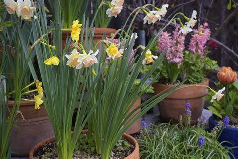 Spring Flowering Bulbs For Containers