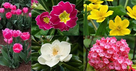 Spring Flowering Plants List