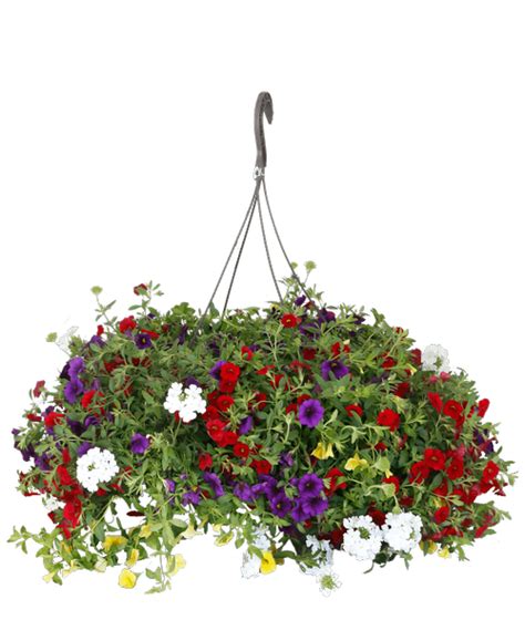 Spring Hanging Baskets Delivered