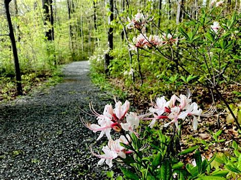 Spring Mountain Preserve